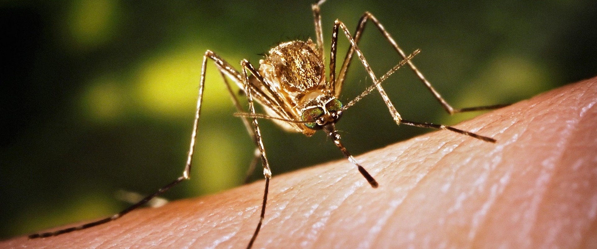 Reducing Risk of Vector-Borne Diseases: Tips and Precautions for a Healthy Lifestyle