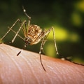 Reducing Risk of Vector-Borne Diseases: Tips and Precautions for a Healthy Lifestyle