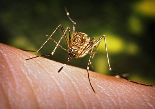 Reducing Risk of Vector-Borne Diseases: Tips and Precautions for a Healthy Lifestyle